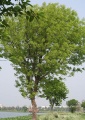 Thumbnail for version as of 14:39, 12 July 2009
