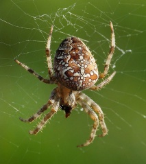 File:Araignée-Épeire diadème (Araneus diadematus).jpg