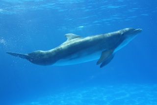 File:Dauphin bleu-115.jpg