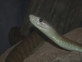 Thumbnail for version as of 17:50, 2 January 2012