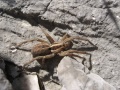 Thumbnail for version as of 00:18, 4 May 2010