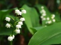 Thumbnail for version as of 19:36, 27 April 2010