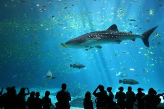 Requin baleine-Georgia Aquarium.jpg