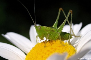 File:Grasshopper on flower-8111.jpg