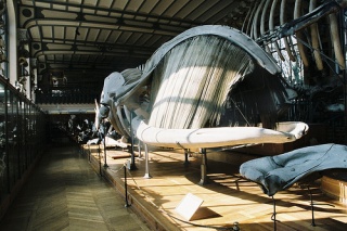 File:Squelette de la baleine-7244.jpg