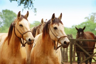 File:Cheval-8998.jpg