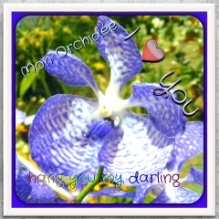 File:Orchidée bleu.jpg
