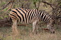 Thumbnail for version as of 21:44, 7 October 2008