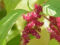 Thumbnail for version as of 14:25, 30 July 2009