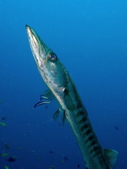 File:Barracuda-5106.jpg