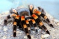 Thumbnail for version as of 10:13, 3 July 2011