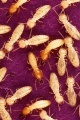 Thumbnail for version as of 14:59, 11 July 2013