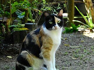 File:Chat calico.jpg