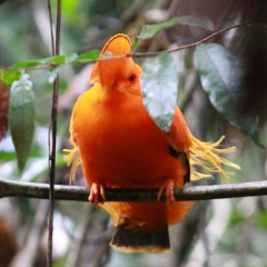 File:Coq-de-roche orange (Rupicola rupicola).jpg
