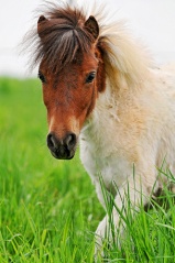 File:The grass is so high!-121.jpg