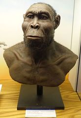 File:Homo-rudolfensis.jpg