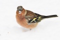Thumbnail for version as of 16:16, 28 March 2013