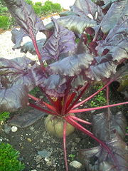 File:Plant de betterave.jpg