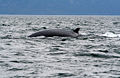 Thumbnail for version as of 14:47, 6 October 2008