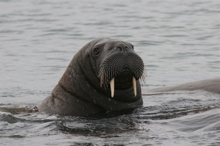 File:Spitsbergen, augustus 2008-7835.jpg
