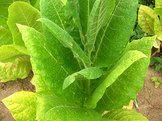 File:Tabac (plante)-2645.jpg