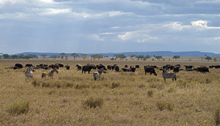 File:Zèbres-zebres-buffles-savane-4190.jpg