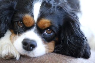 File:Cavalier-king-charles-3524842 1280.jpg