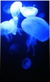 Thumbnail for version as of 22:43, 24 October 2009
