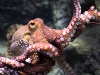 File:Oceans-6818.jpg