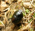 Thumbnail for version as of 09:07, 9 November 2008