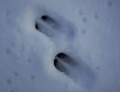 Thumbnail for version as of 17:51, 1 December 2009