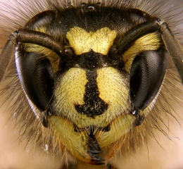 File:Common wasp (Vespula vulgaris).jpg