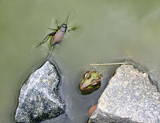 File:Grenouille-insecte-étang-écosystème-1574.jpg
