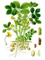 Thumbnail for version as of 15:53, 30 July 2009