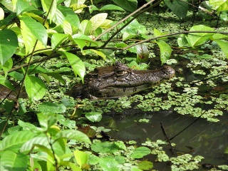 File:Caïman à lunettes (Caiman crocodilus).jpg