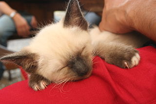 File:Chaton-7785.jpg