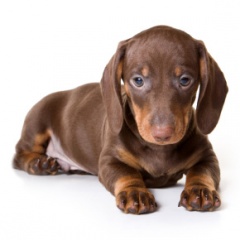 File:Dachshund-Teckel.jpg