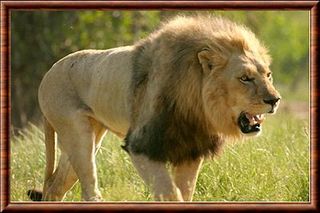 File:Lionducongo.jpg