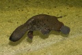 Thumbnail for version as of 23:39, 17 January 2009