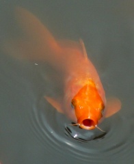 File:Petit poisson-1987.jpg