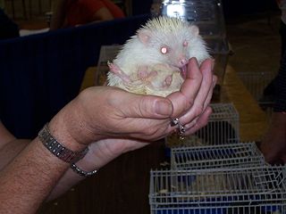 File:Souris-915.jpg