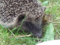 Thumbnail for version as of 15:04, 7 May 2009