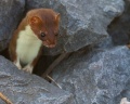 Thumbnail for version as of 17:24, 31 January 2011