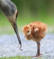 Baby crane and its mother