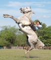 Thumbnail for version as of 17:31, 2 March 2010