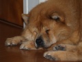 Thumbnail for version as of 09:32, 15 December 2009