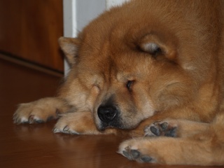 File:Sleeping-1947.jpg