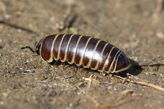 File:Glomeris marginata.jpg