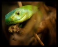 Thumbnail for version as of 17:49, 2 January 2012