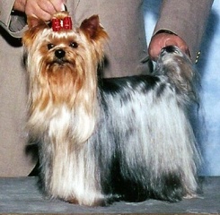 File:Yorkshire Terrier.jpg